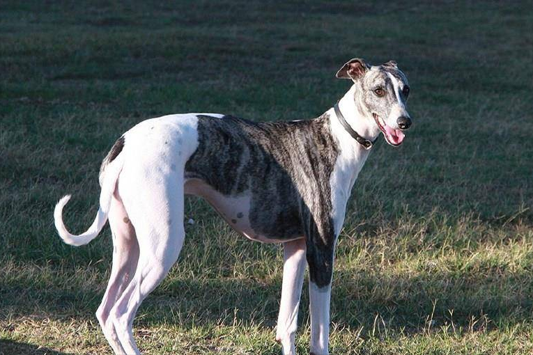 聪明的人都去养格力犬了，5大优点让人夸赞，你知道这个品种的狗狗？