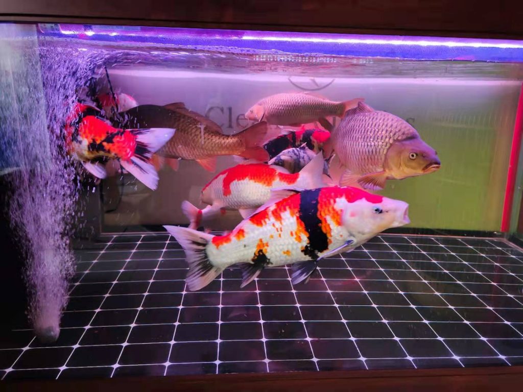 观赏鱼频繁出现红血丝怎么办?原因是什么?应该如何治疗? 观赏鱼频繁出现红血丝怎么办?原因是什么?应该如何治疗?