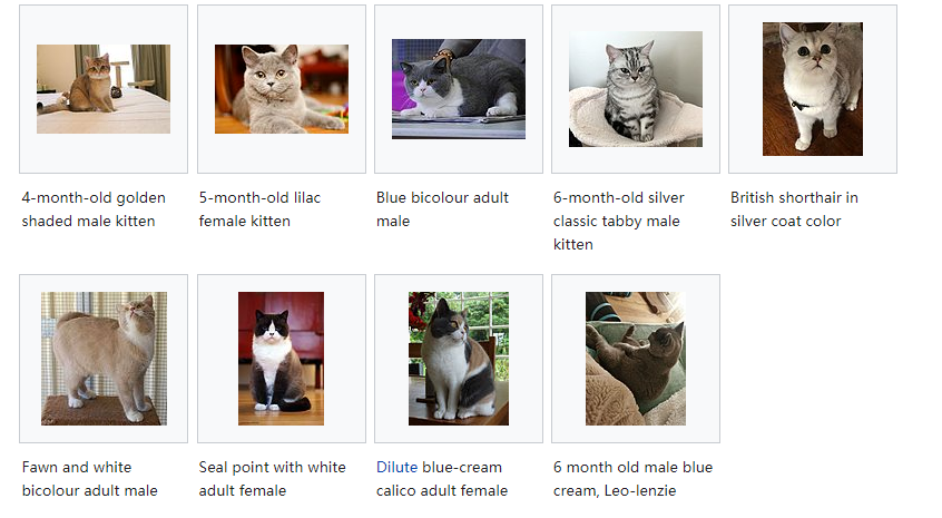 “蓝猫”为什么叫做蓝猫？明明是灰色的！蓝猫的由来（为什么要叫蓝猫）
