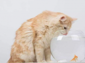 一般情况下猫咪一天喝多少水？猫咪大量喝水暗示着什么问题？