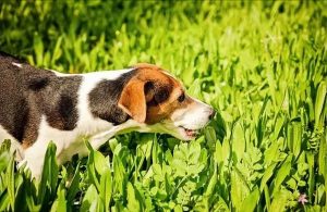 为什么狗狗会吃草？狗狗爱吃草的原因