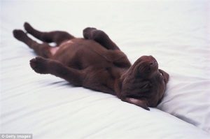 狗狗睡觉时候抽搐是为什么？狗狗睡觉抽搐的原因