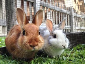 家兔的饲养方法——家兔的饲养管理技术