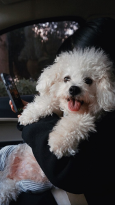 比熊犬好养吗？比熊犬的优点多吗？
