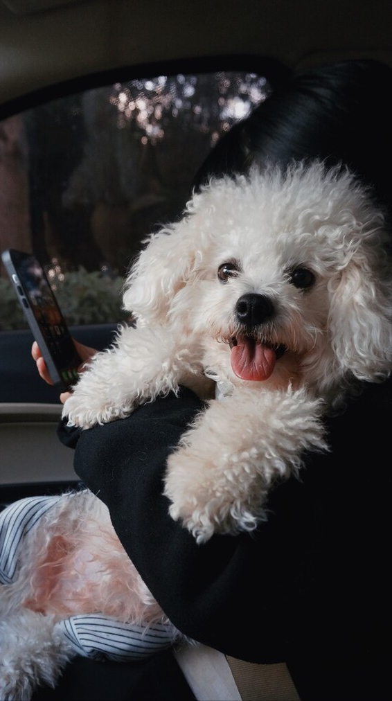 比熊犬好养吗？看看它的优缺点，就知道答案了