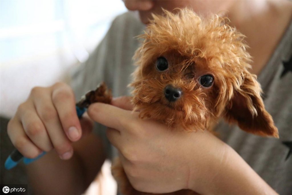养泰迪犬一个月的开销大概是多少？宠主有没有具体想过呢？