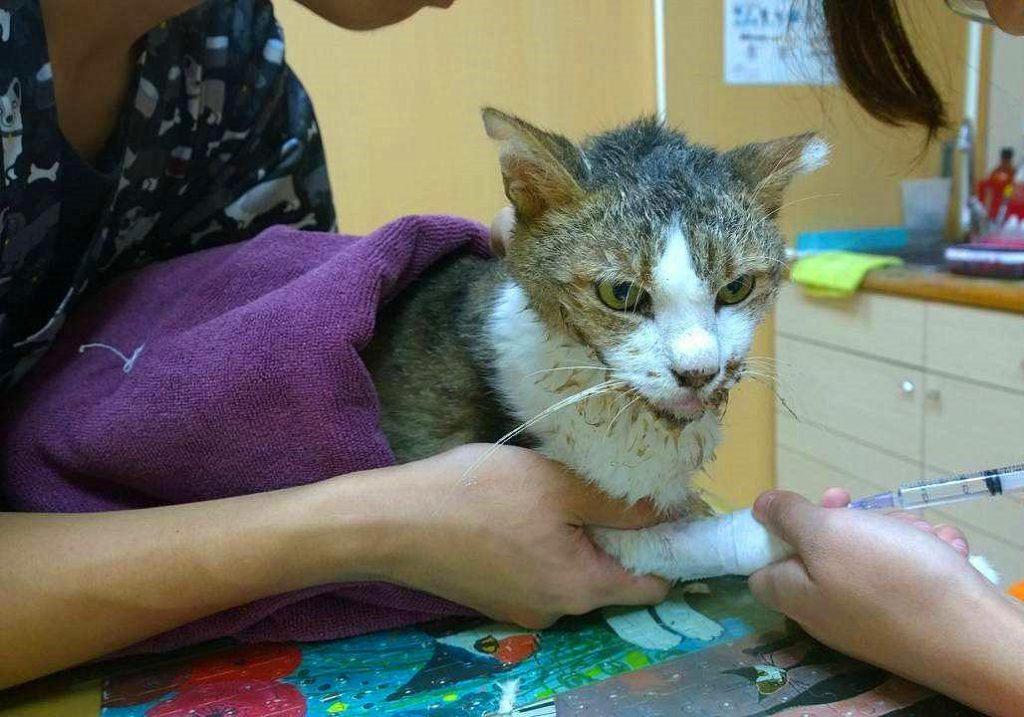 给猫咪拔牙是一种伤害?并不是一种伤害,其实是治疗猫口炎的有效手段 给猫咪拔牙是一种伤害?并不是一种伤害,其实是治疗猫口炎的有效手段