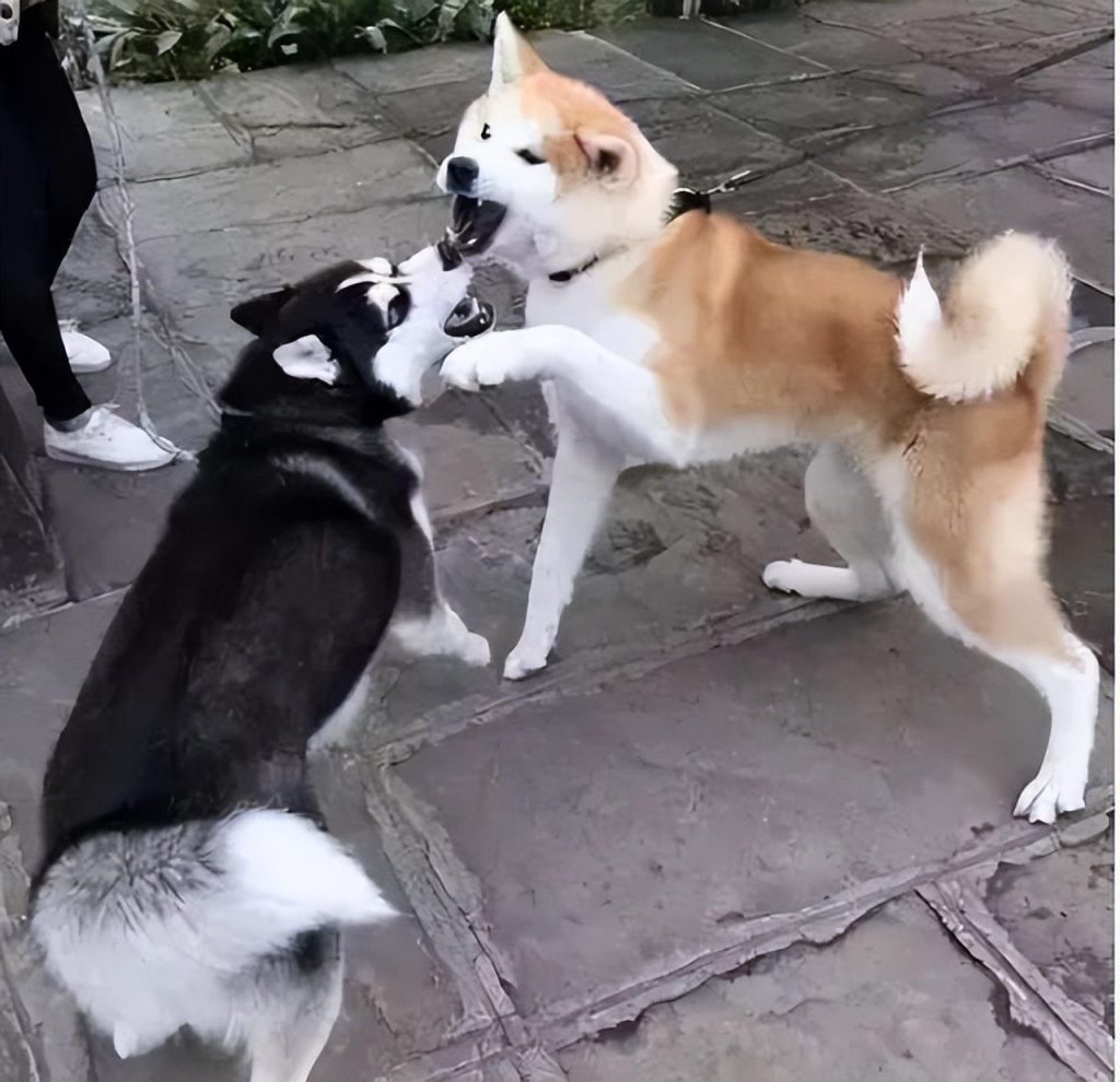 为什么大家都不太敢养秋田犬?不是所有人都可以接受的 为什么大家都不太敢养秋田犬?不是所有人都可以接受的