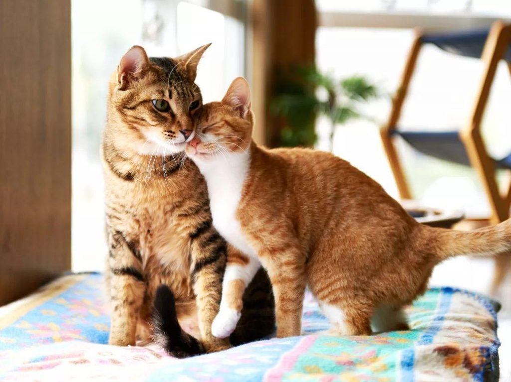 猫咪什么时候会发情交配？公猫和母猫交配多久可以自动分开？