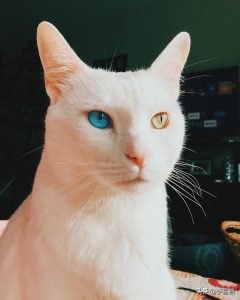 异色瞳的猫咪都是波斯猫？