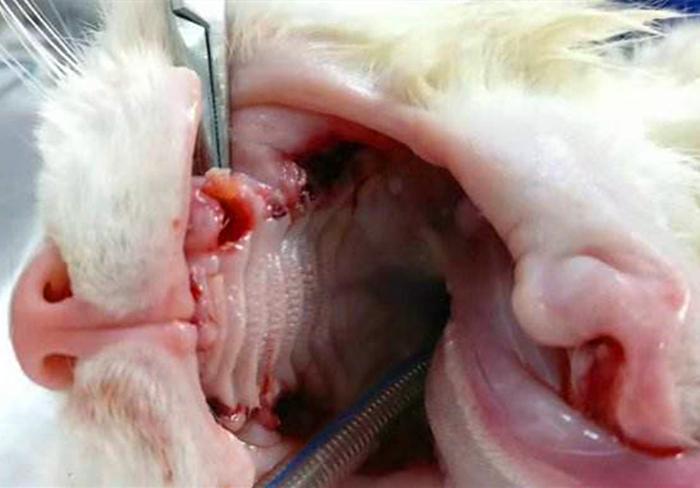 给猫咪拔牙是一种伤害?并不是一种伤害,其实是治疗猫口炎的有效手段 给猫咪拔牙是一种伤害?并不是一种伤害,其实是治疗猫口炎的有效手段