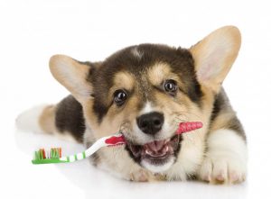 狗狗得了牙结石怎么办？如何去除牙结石？
