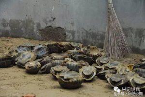 缅甸陆龟适合新手饲养吗？缅陆有那么脆弱吗？