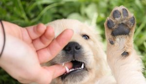 为什么幼犬会咬人？怎么让幼犬不咬人？