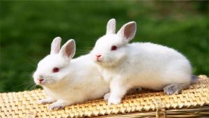 如何辨别兔子的雌雄?辨别兔子的雌雄方法