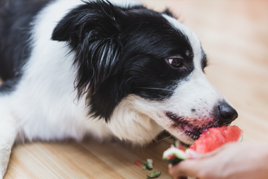 狗狗的一些饮食注意事项你知道多少呢？