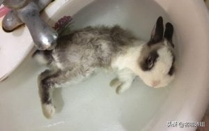 如何给兔子洗澡呢？给兔子洗澡注意这4点