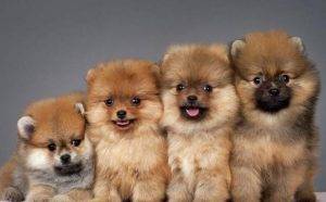 博美犬“价格”多少钱一只？