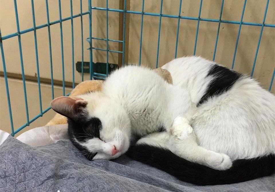 给猫咪拔牙是一种伤害?并不是一种伤害,其实是治疗猫口炎的有效手段 给猫咪拔牙是一种伤害?并不是一种伤害,其实是治疗猫口炎的有效手段
