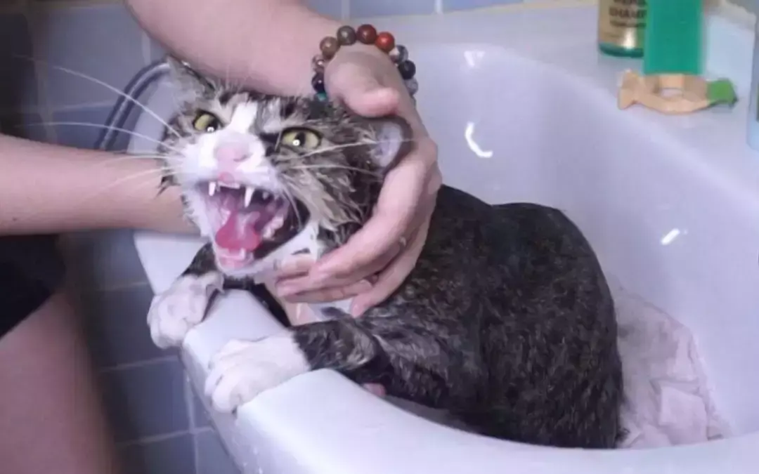 如何帮猫咪洗澡？猫咪洗澡的正确姿势
