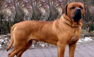 大型猎犬有哪些品种?大型猎狗品种