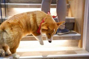 柯基犬一般寿命有多长？柯基犬进入老年期的时候，有什么样的征兆呢？
