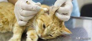 关于黑下巴和猫癣的治疗，什么是耳螨？耳螨有什么症状？