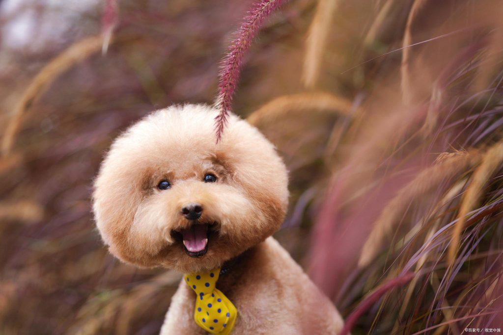 贵宾犬一次吃多少狗粮，要根据具体情况确定，不能饿了就给！