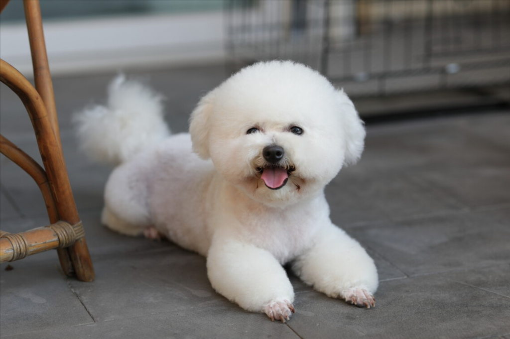 养比熊的注意事项？饲养比熊犬的注意什么？