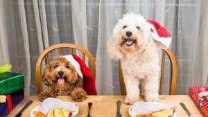 如何养好一只贵宾犬？饲养贵宾犬的方法是什么？