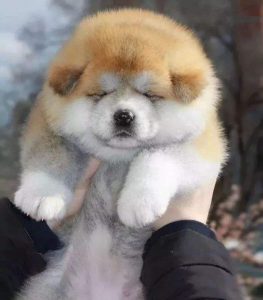 秋田、柴犬的区别是什么？不同之处是什么？