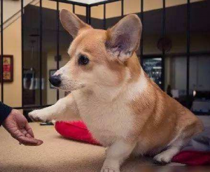 想养柯基犬？先了解好柯基