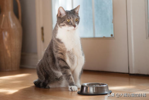 为什么猫咪会“吐绿水”？原因是什么？