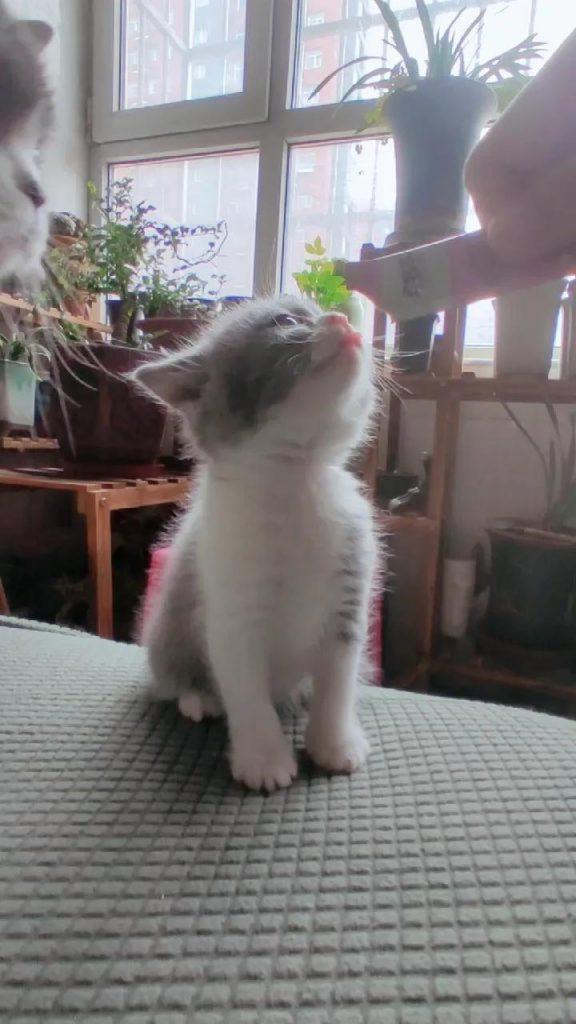 小奶猫饲养篇：小猫从出生到满月的变化，如何养好一只小奶猫？