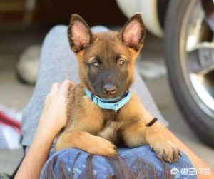 为什么马犬不适合家养？马犬优点和缺点分别是什么？