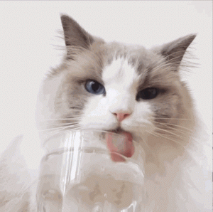 一般情况下猫咪一天喝多少水？猫咪大量喝水暗示着什么问题？