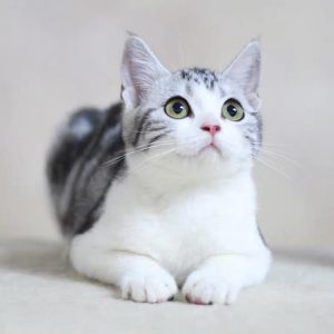 美短猫不可爱？（精致超美的银虎斑加白）