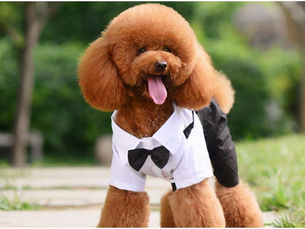 泰迪犬究竟是不是很怕冷呢？要不要穿衣服？