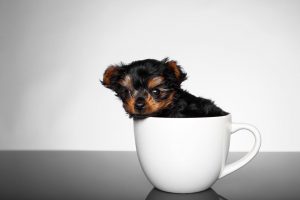 体弱多病的茶杯犬又是怎样生活的？