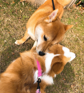 柯基与柴犬哪个更适合新手饲养？