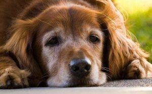 狗狗吃“益生菌”的好处有哪些？每周喂几次，狗狗少生病！