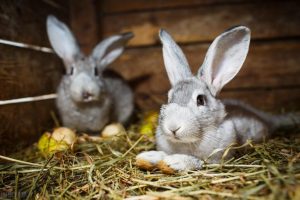 兔子品种分类方向各不相同，常见分类品种是什么？