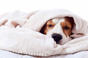 狗狗发烧，如何测量体温？发烧的症状有哪些？