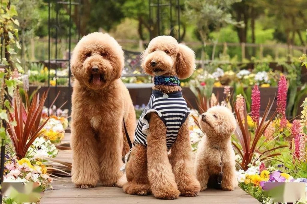 贵宾犬多少钱一只？贵宾犬的性格好吗？