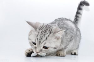 猫咪同时吐猫粮和黄水怎么处理？（找出原因，针对性的帮助猫咪治疗）