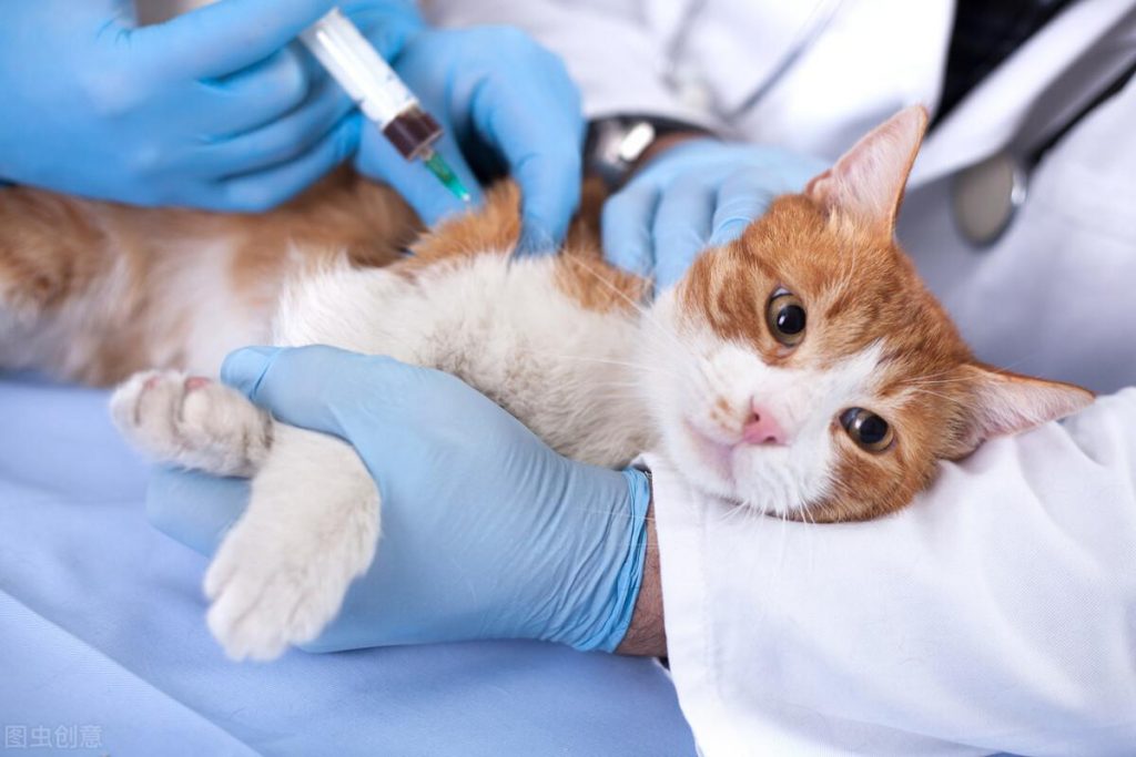 如何给猫打针及常用的猫疫苗介绍，打针的正确方法