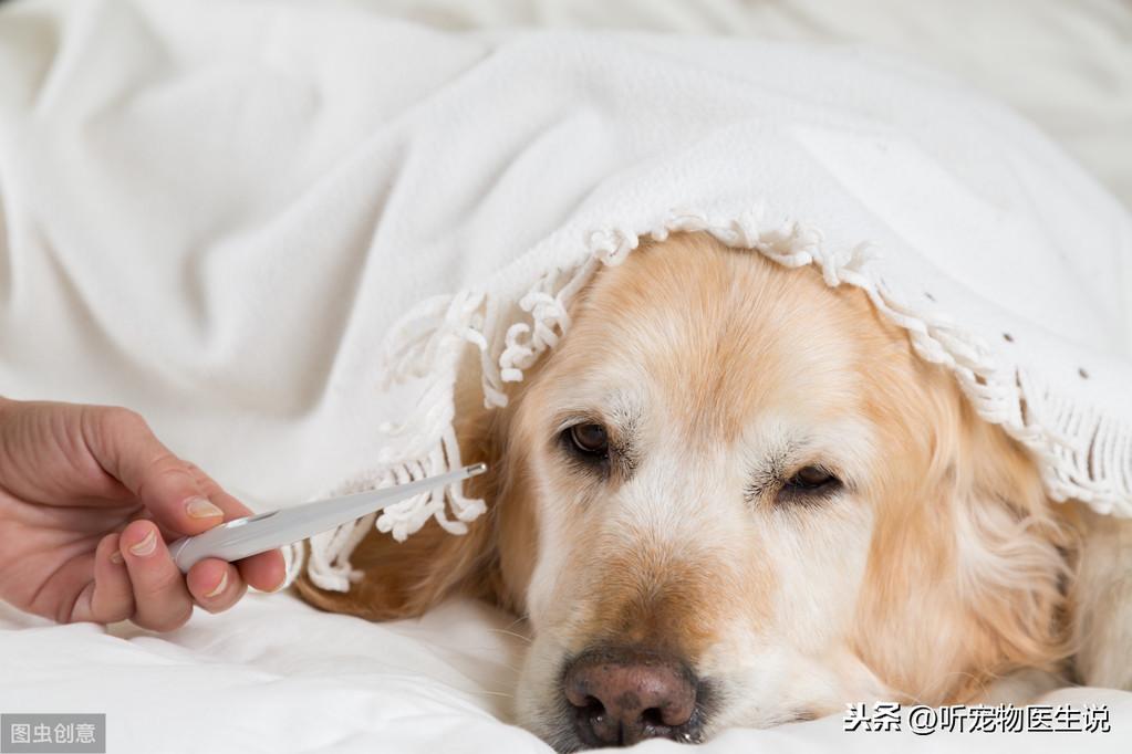 宠物医生：和宠物主人聊一聊犬瘟这种传染病，分享一些治疗药物