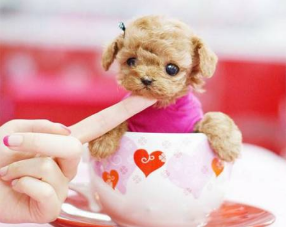 上万一只的茶杯犬，是如何培育出来的？看完你还忍心养吗？