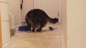 猫咪为什么怕黄瓜？用黄瓜吓猫咪会有后遗症吗？