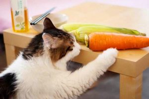 除了猫粮，猫咪可以吃的10种人类食物